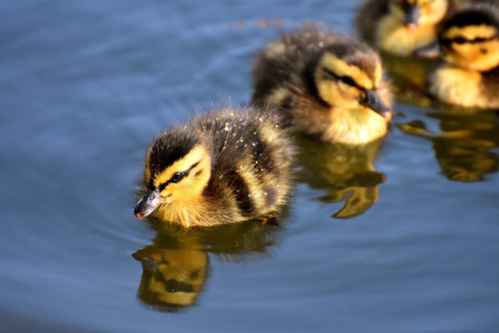 Blog What animals live in the canals