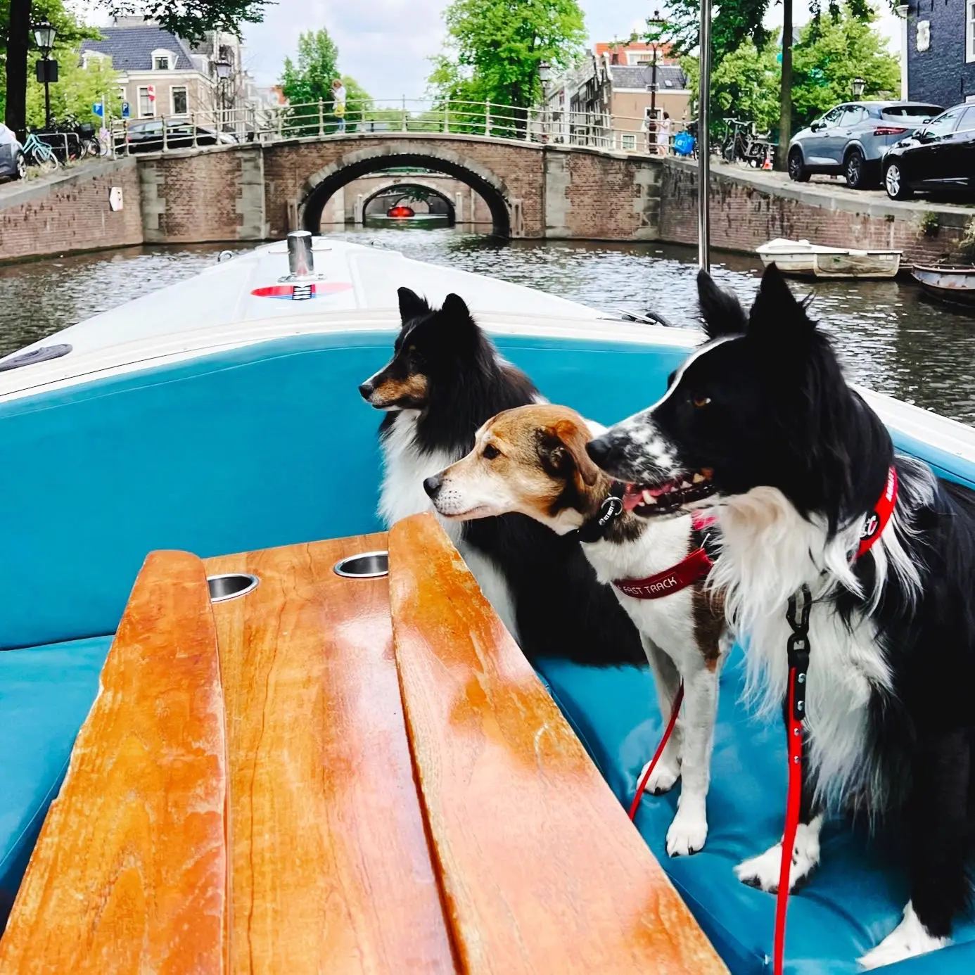 Three happy dogs relaxing on board during a dog friendly canal cruise through Amsterdam