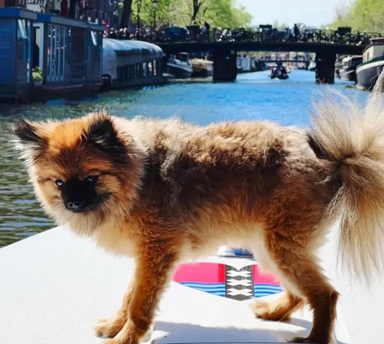 This floofy little guy had a blast on the water.